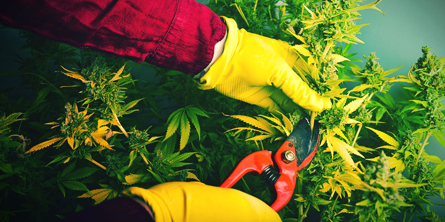 Milloin ja miten kannabis korjataan ja kuivataan