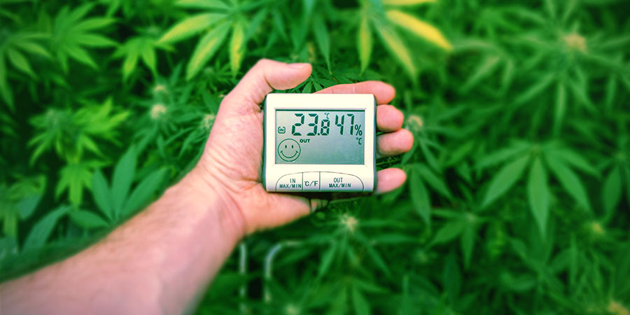 Muita teorioita CBD:n lisäämisestä Muita teorioita CBD:n lisäämisestä