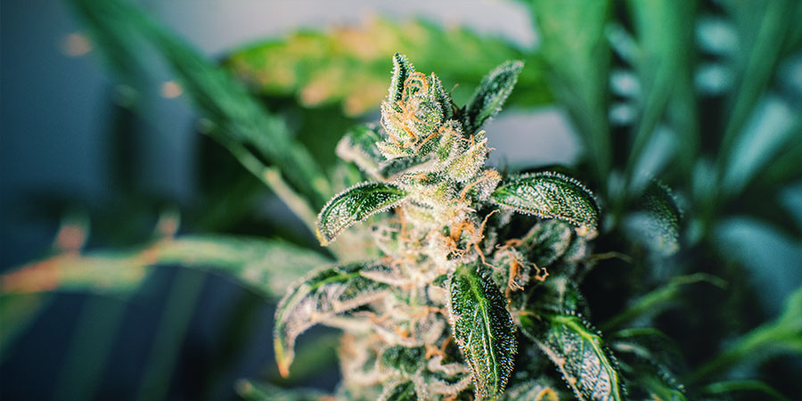 CBD-RIKKAAT LAJIKKEET ZAMNESIALLA