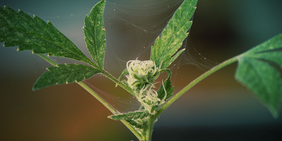 2. Ward Off Disease And Pests 2. Ward Off Disease And Pests
