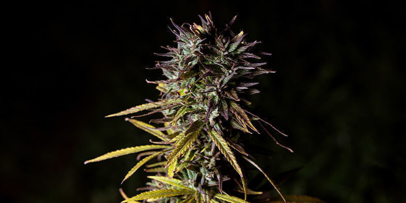 Fat Banana By Royal Queen Seeds: Fat Fruitiness Fat Banana By Royal Queen Seeds: Fat Fruitiness