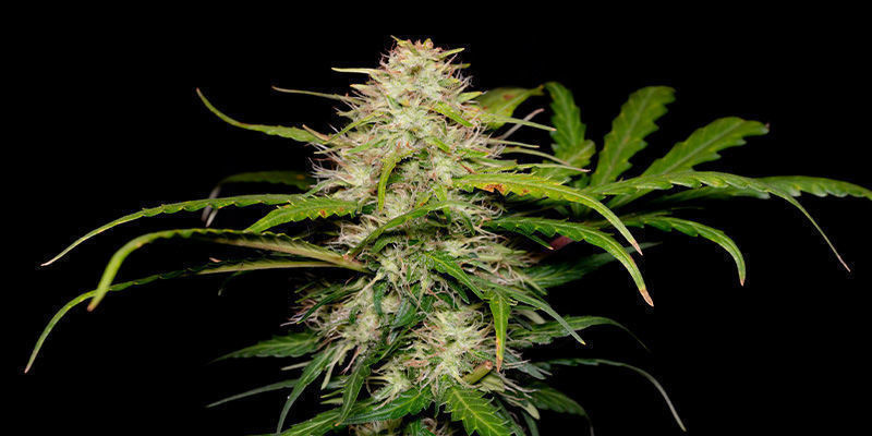 Green Love Potion, Samsara Seeds Green Love Potion by Samsara Seeds