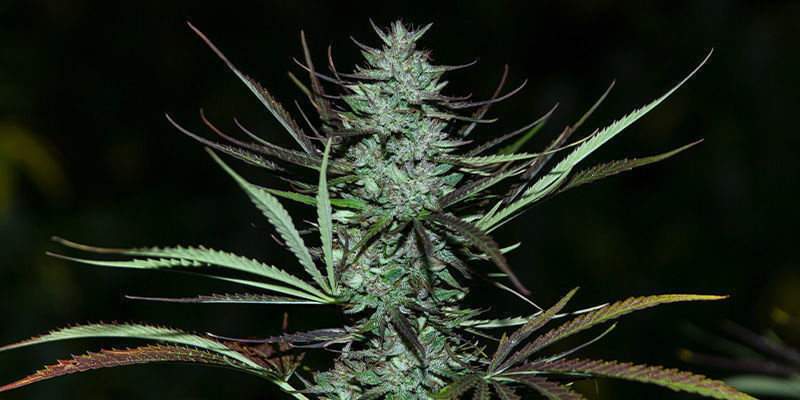 Love Peace By VIP Seeds: Juustoinen herkku Love Peace By VIP Seeds: A Cheesy Delight