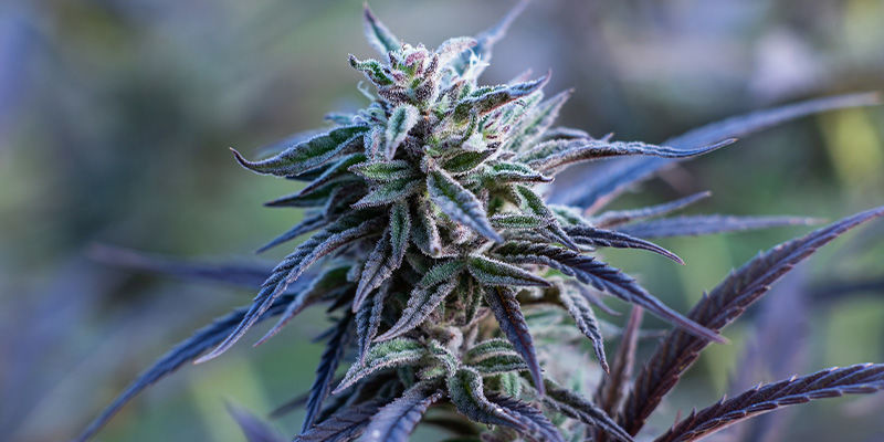 Passion Fruitz By Zamnesia Seeds: A Tropical Love Affair Passion Fruitz by Zamnesia Seeds: A Tropical Love Affair