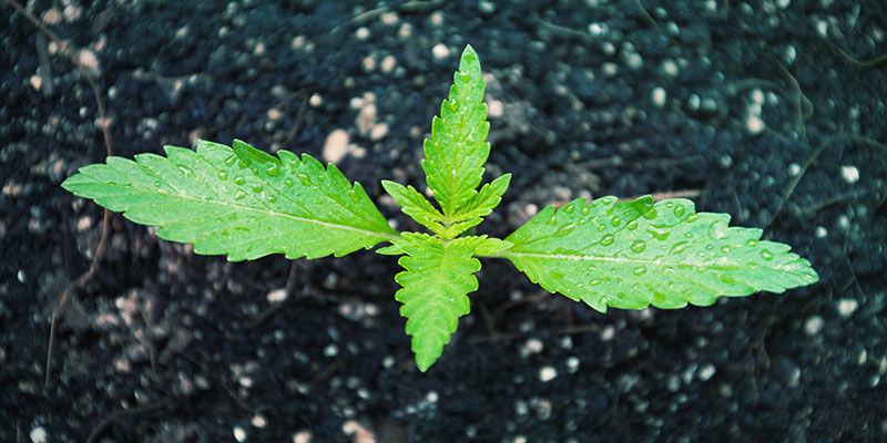 KANNABIKSEN LANNOITUS