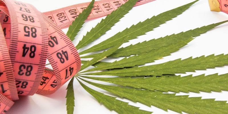Kannabiksen ja laihtumisen yhteys Kannabiksen ja laihtumisen yhteys