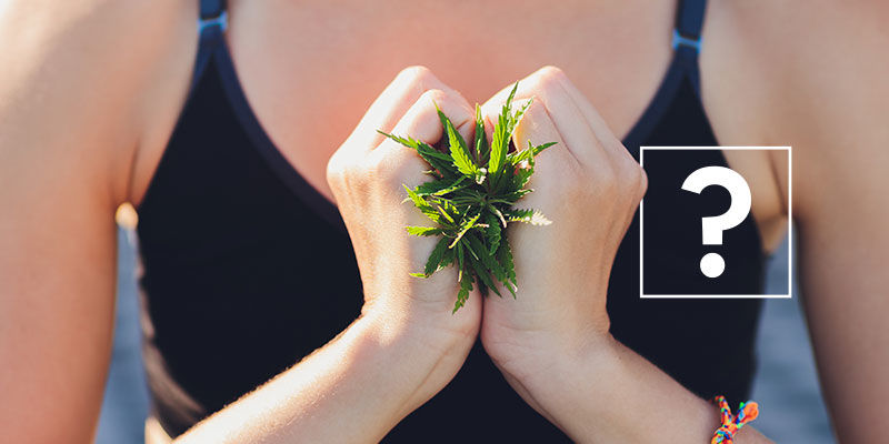 Kannabis ja painonpudotus: toimiiko se oikeasti? Kannabis ja painonpudotus: toimiiko se oikeasti?