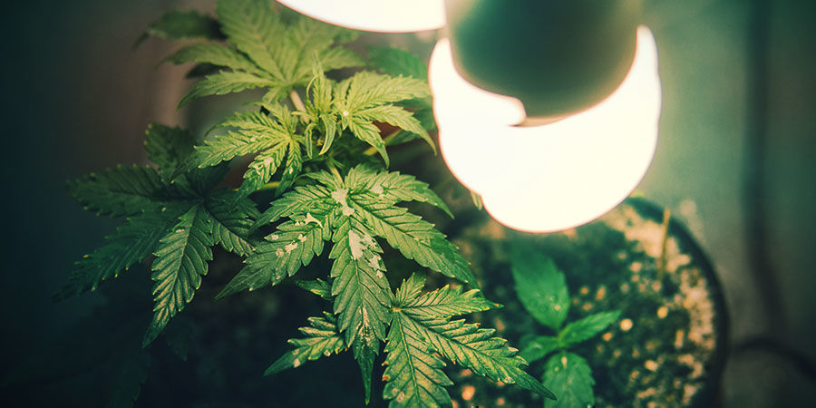 Miten valon spektri vaikuttaa kasvien venymiseen How Light Spectrum Affects Plant Stretch