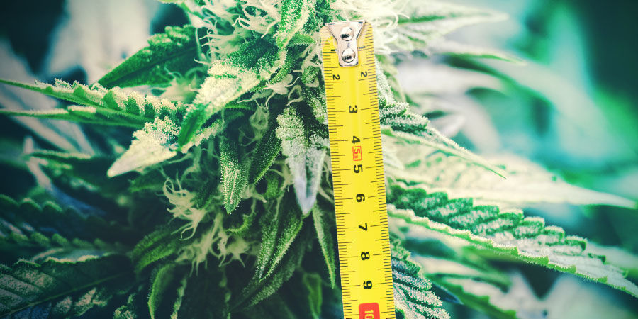 Kasvin korkeus Plant Height
