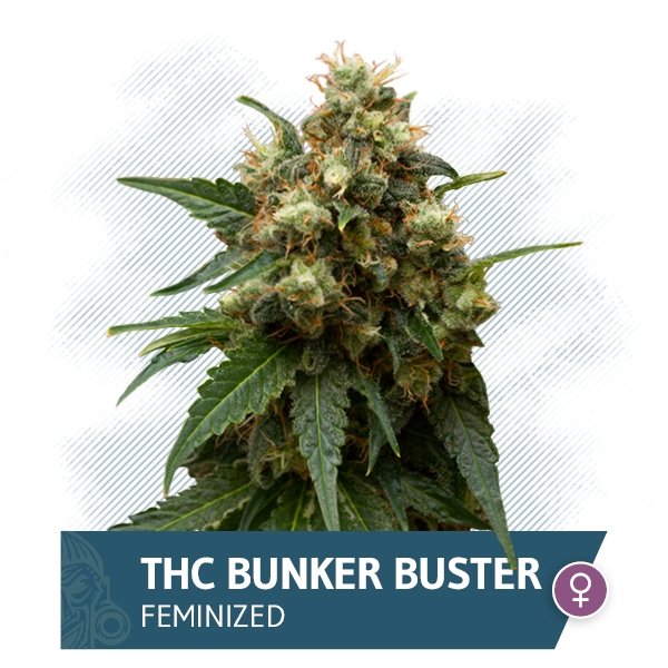 THC Bunker Buster (Zamnesia Seeds) feminisoidut