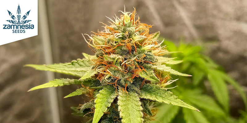 GG4 (Zamnesia Seeds) GG4 (ZAMNESIA SEEDS)