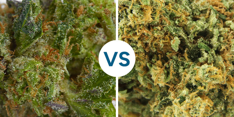 Tahmea vs. kuiva kannabis STICKY VS DRY WEED