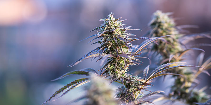 6 Kannabislajiketta, joissa on enintään 1 % THC:tä 6 Cannabis Strains With 1% THC Or Less