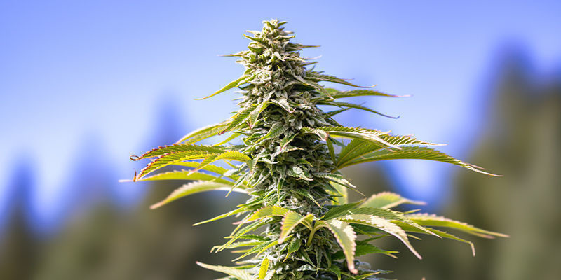 CBD Fix Automatic by Zamnesia Seeds CBD Fix Automatic by Zamnesia Seeds