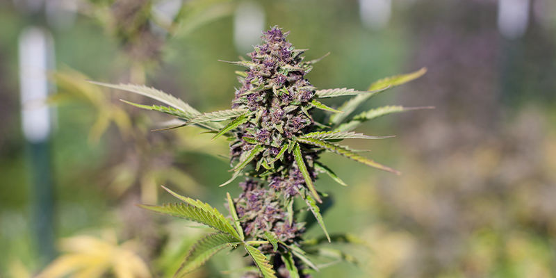 Sweet Pure Auto CBD Sweet Seedsiltä Sweet Pure Auto CBD by Sweet Seeds