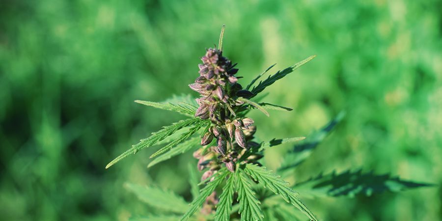 Tarkoittaako kannabiksen purppura väri lisätehoa? Tarkoittaako kannabiksen purppura väri lisätehoa?
