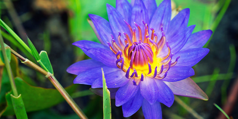 SININEN LUMME (NYMPHAEA CAERULEA)