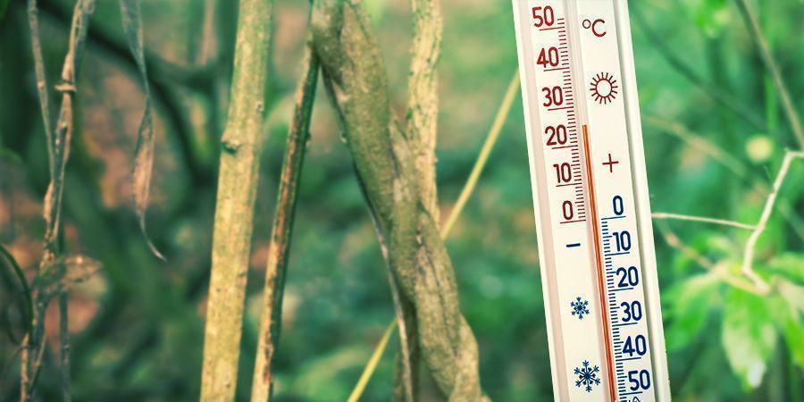 Varmista lämmin ja kostea kasvuympäristö Varmista lämmin ja kostea kasvuympäristö - Banisteriopsis caapi