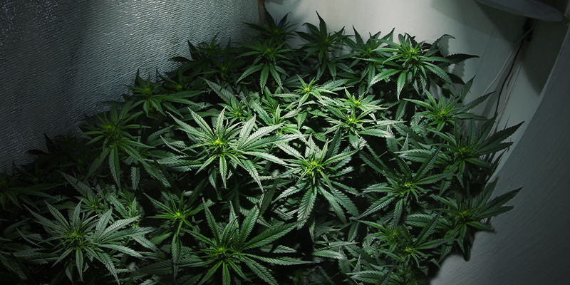 Voiko samassa kasvatushuoneessa korjata satoa useita kertoja? Voiko samassa kasvatushuoneessa korjata kannabista satoa useita kertoja?