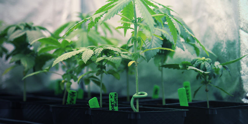 Vuoroviljely Crop Rotation - Perpetual Cannabis Harvest