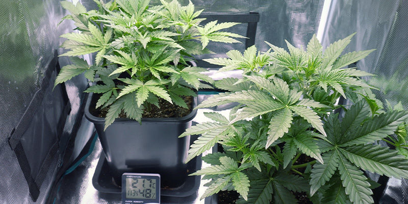 Välineet ja tarvikkeet Välineet ja tarvikkeet – jatkuva kannabissato