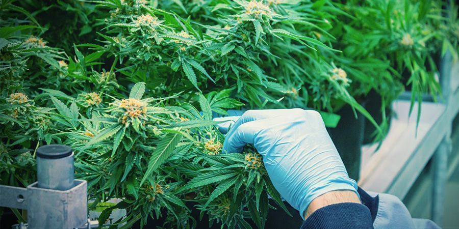 Kuinka korjata kannabista useita kertoja vuodessa Kuinka korjata kannabista useita kertoja vuodessa