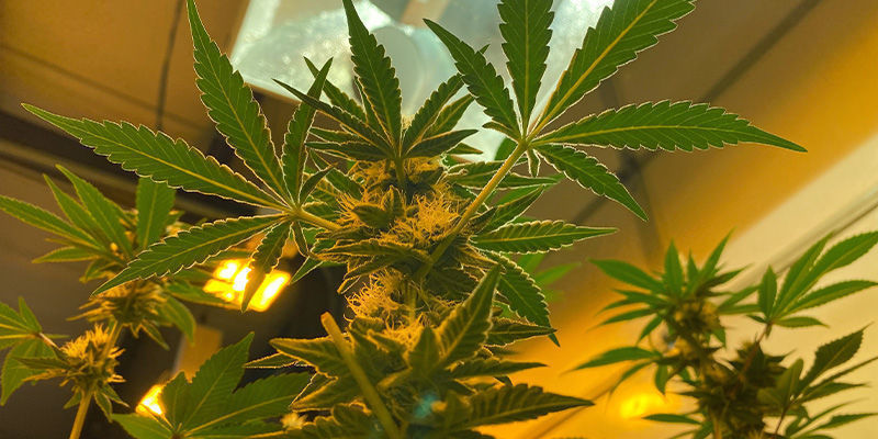 Sisällä Sisällä – jatkuva kannabissato