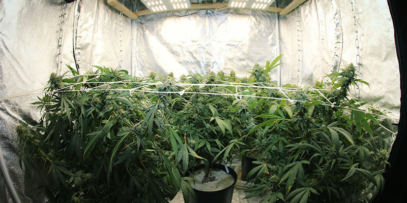 Valojaksojen hallinta kannabiksen kukinnan ohjaamiseen Valojaksojen hallinta kannabiksen kukinnan ohjaamiseen