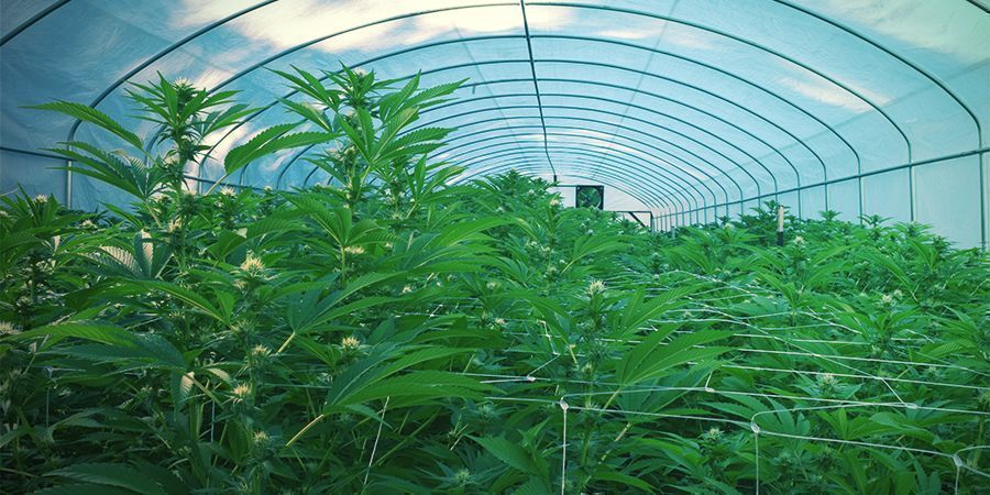 Ulkona Ulkona – jatkuva kannabissato