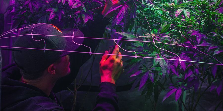 Kasvatusalueen pystytys Kasvatusalueen pystytys – jatkuva kannabissato
