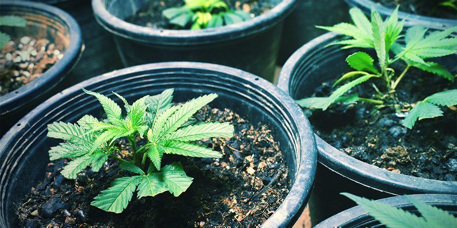 Pistokkaiden ottaminen / siementen kylväminen Taking Clones/Planting Seeds - Perpetual Cannabis Harvest