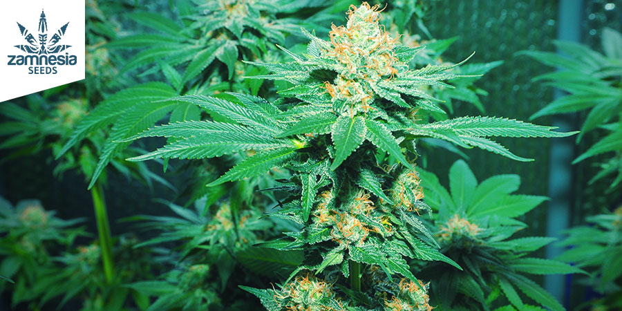 AMNESIA HAZE (ZAMNESIA SEEDS): TROOPPINEN P&Auml;&Auml;MATKA