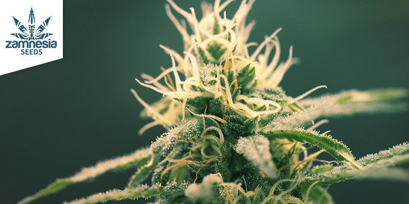 Blue Dream (Zamnesia Seeds): Makein sinsemillaunelma Blue Dream (Zamnesia Seeds): Makein sinsemillaunelma