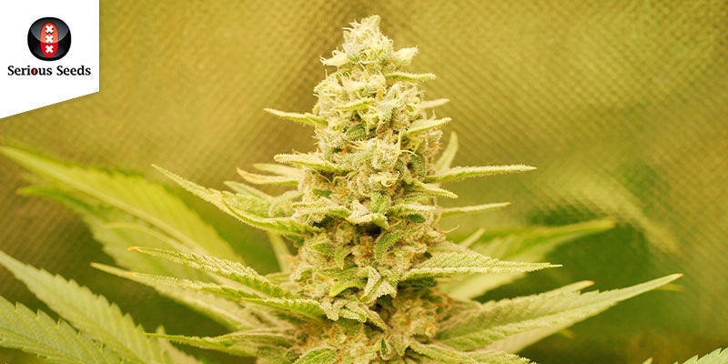 Ak-47 (Serious Seeds): Palkittu, feminisoitu voimapaketti Ak-47 (Serious Seeds): Palkittu, feminisoitu voimapaketti