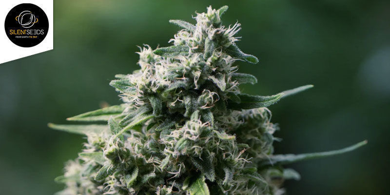 Critical+ 2.0 Autoflower (Silent Seeds): Täynnä paksuja kukintoja Critical+ 2.0 Autoflower (Silent Seeds): Täynnä paksuja kukintoja