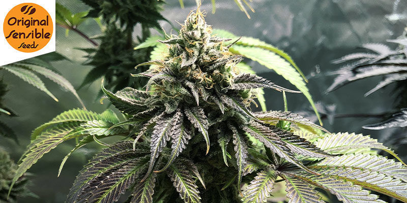Gorilla Glue 4 Auto (Original Sensible): Gorilla-tason vahvuus Gorilla Glue 4 Auto (Original Sensible): Gorilla-tason vahvuus
