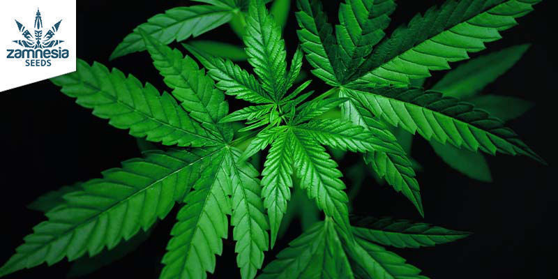 AK-420 (Zamnesia Seeds) feminisoitu