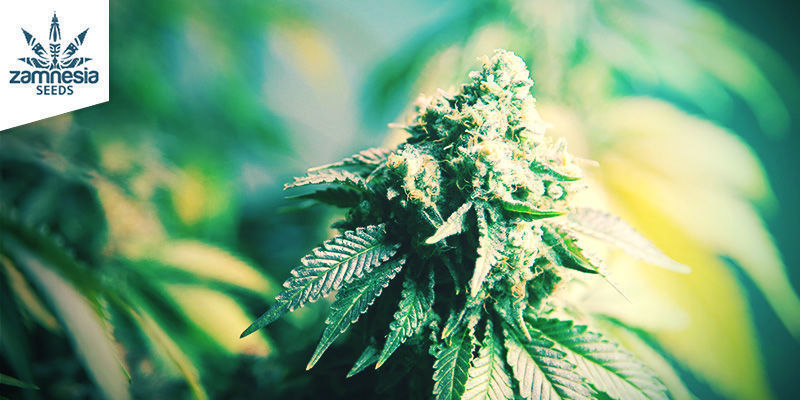 Gorilla Glue (Zamnesia Seeds) Feminisoitu