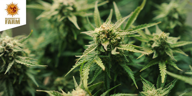 Laughing Buddha (Barney's Farm) feminisoitu