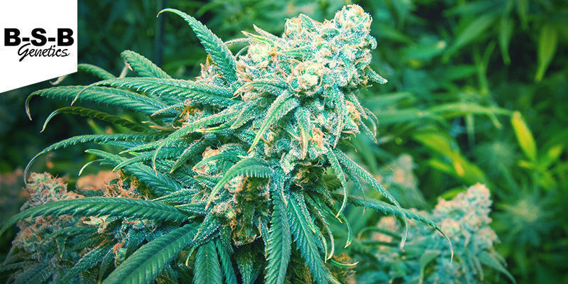 Lemon Haze (BSB Genetics) feminisoitu