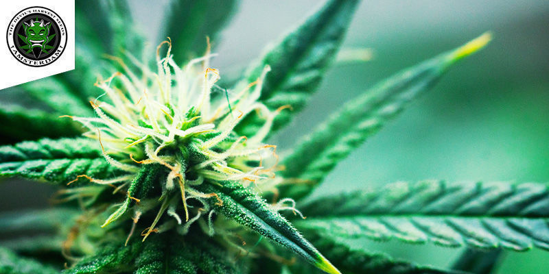 Strawberry Sour Diesel (Devil's Harvest) Feminisoitu
