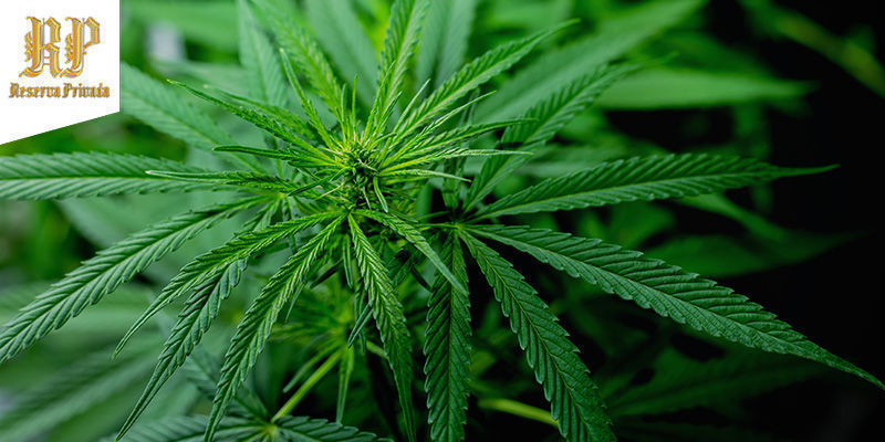 Tangie (Reserva Privada) feminisoitu
