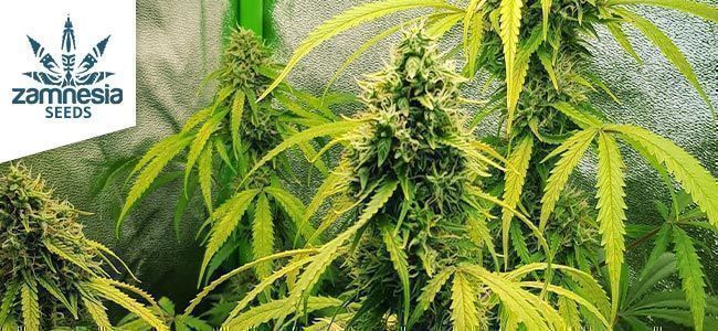 Lemon Wonder Automatic Zamnesia Seedsiltä Lemon Wonder Automatic Zamnesia Seedsiltä