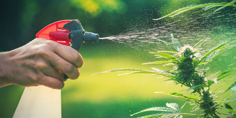 Lehtiruiskutteet kannabiksen tuholaisille Foliar Sprays Cannabis Pests