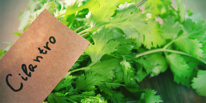 Kannabiksen tuholaisten kumppanuuskasvatus Kannabiksen tuholaisten kumppanuuskasvatus