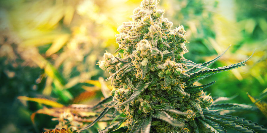 Bileisiin sopivat kannabislajikkeet Cannabis Strains To Party With