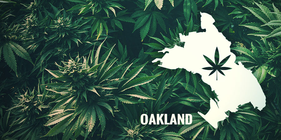 Auto Purple CousKushin tarina – Oakland AUTO PURPLE COUSKUSHIN TARINA – OAKLAND