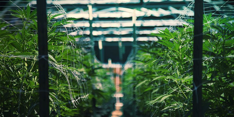 Varaa kannabiskierros Varaa kannabiskierros
