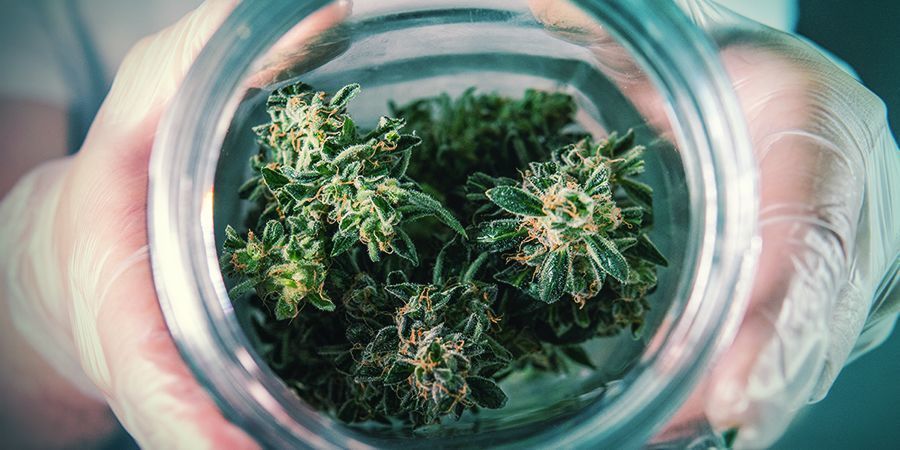 Pidä kannabiksesi tuoreena