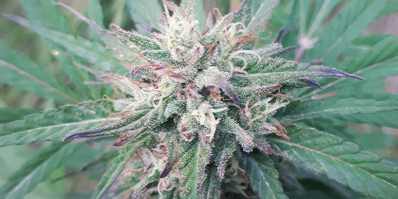 Ihanteelliset kannabislajikkeet kylpypommiisi IDEAL CANNABIS STRAINS TO USE IN YOUR BATH BOMB